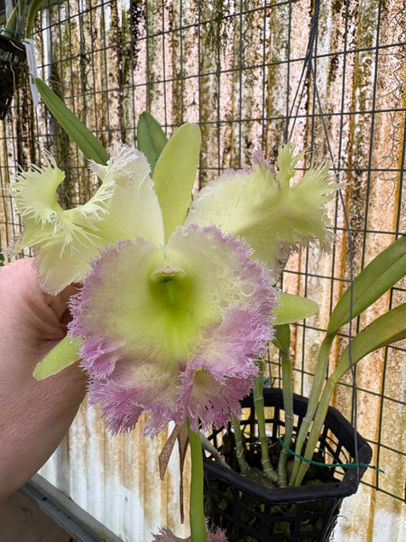 Rlc. Golf Green 'Hair Pig'