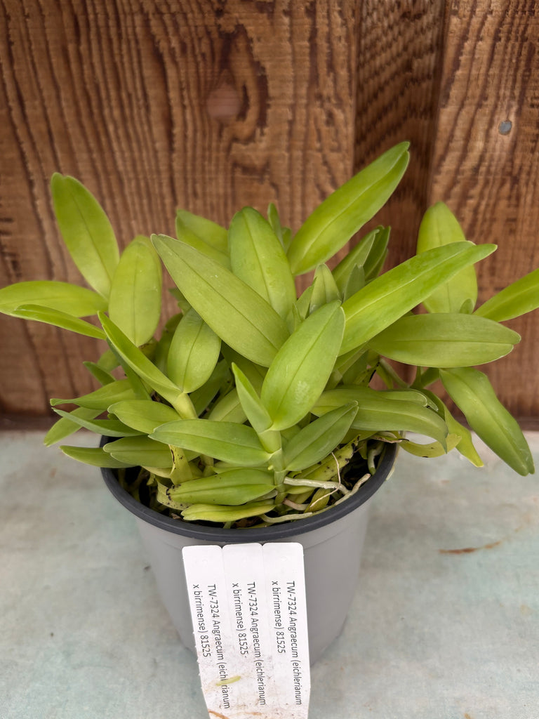COMPOT Angraecum (eichlerianum x birrimense)