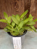 COMPOT Angraecum (eichlerianum x birrimense)