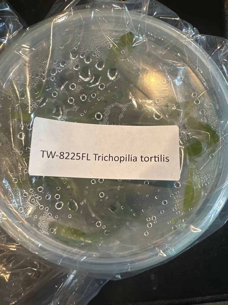FLASK Tricholilia tortilis