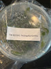 FLASK Tricholilia tortilis