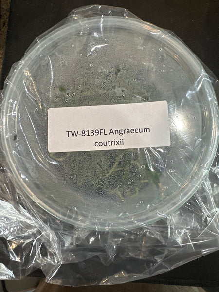FLASK Angraecum coutrixii