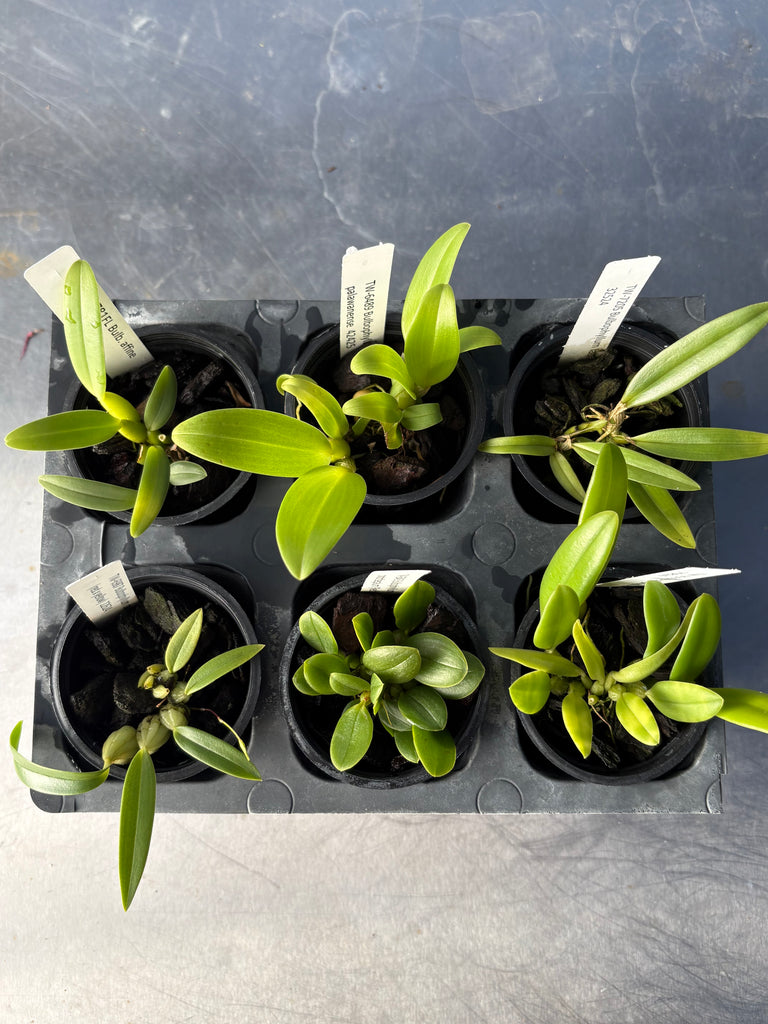 Bulbophyllum 6 Pack Sampler