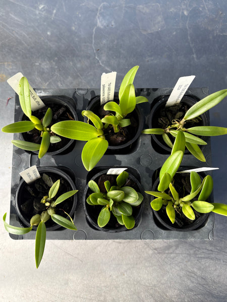 Bulbophyllum 6 Pack Sampler