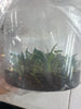 FLASK Chytroglossa marileoniae