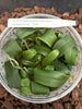 Flask Bulbophyllum(virescens x phalaenopsis)