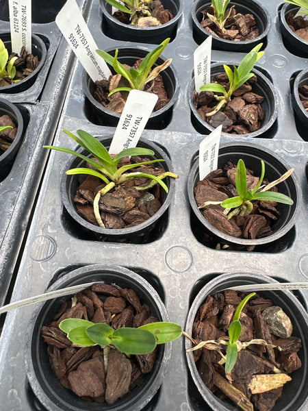 Angraecum magdalenae