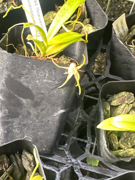 Thrixspermum acuminatissimum