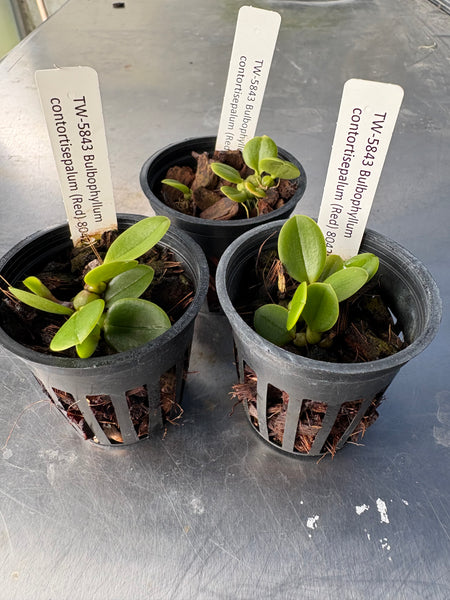 Bulb. contortisepalum (Red)