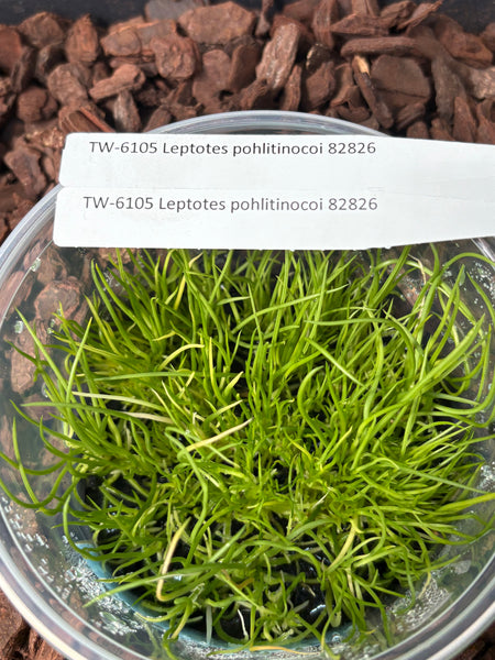FLASK Leptotes pohlitinocoi