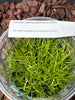 FLASK Leptotes pohlitinocoi