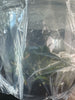 FLASKS Thysanoglossa jordanensus