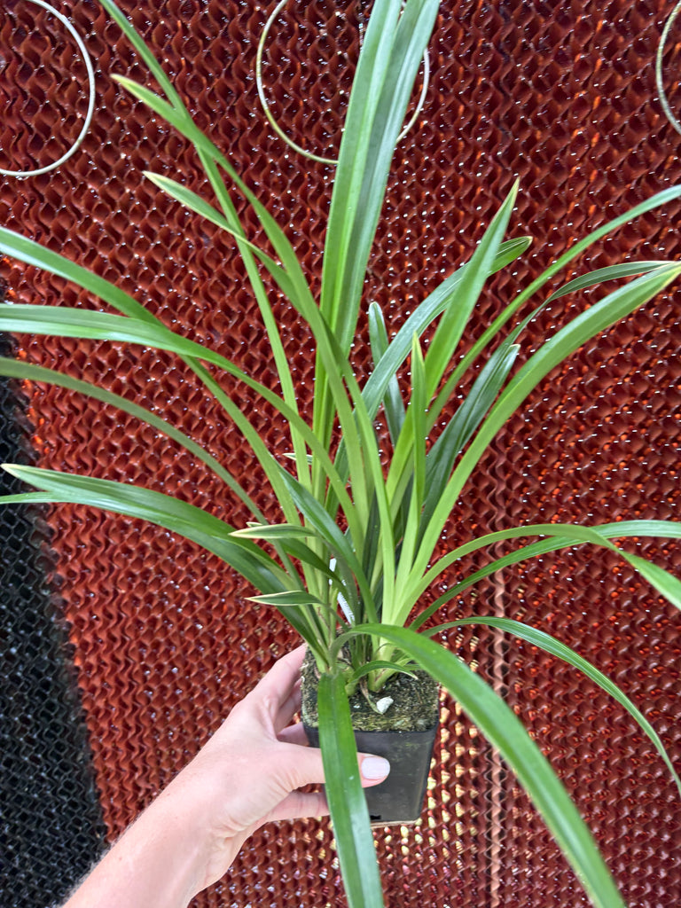 Cymbidium Golden Elf (variegated form)