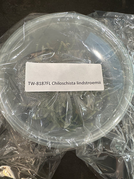 Flask Chiloschista lindstroemii