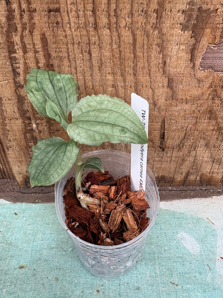 JEWEL ORCHID — Goodyera carnea