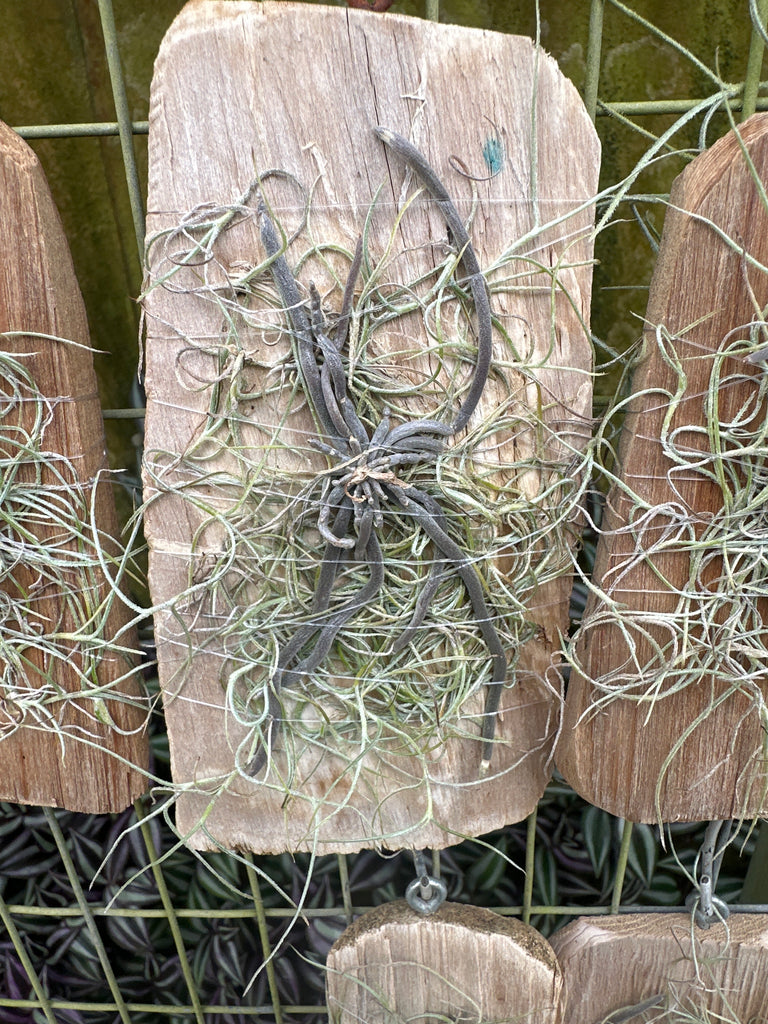 Chiloschista lunifera