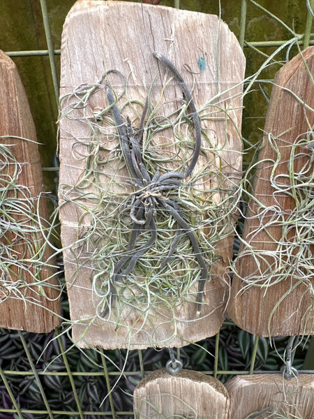 Chiloschista lunifera