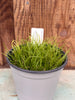 COMPOT Leptotes pohlitinocoi
