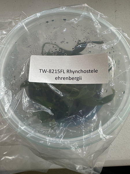 FLASK Rhynchostele ehrenbergii