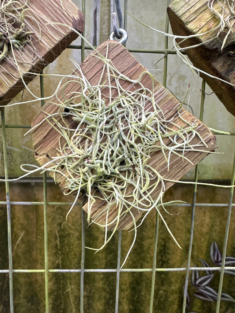 Dendrophylax lindenii
