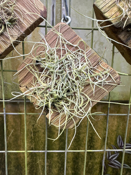 Dendrophylax lindenii