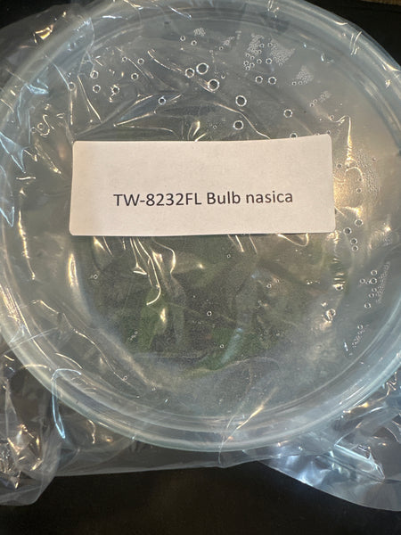 FLASK Bulb nasica