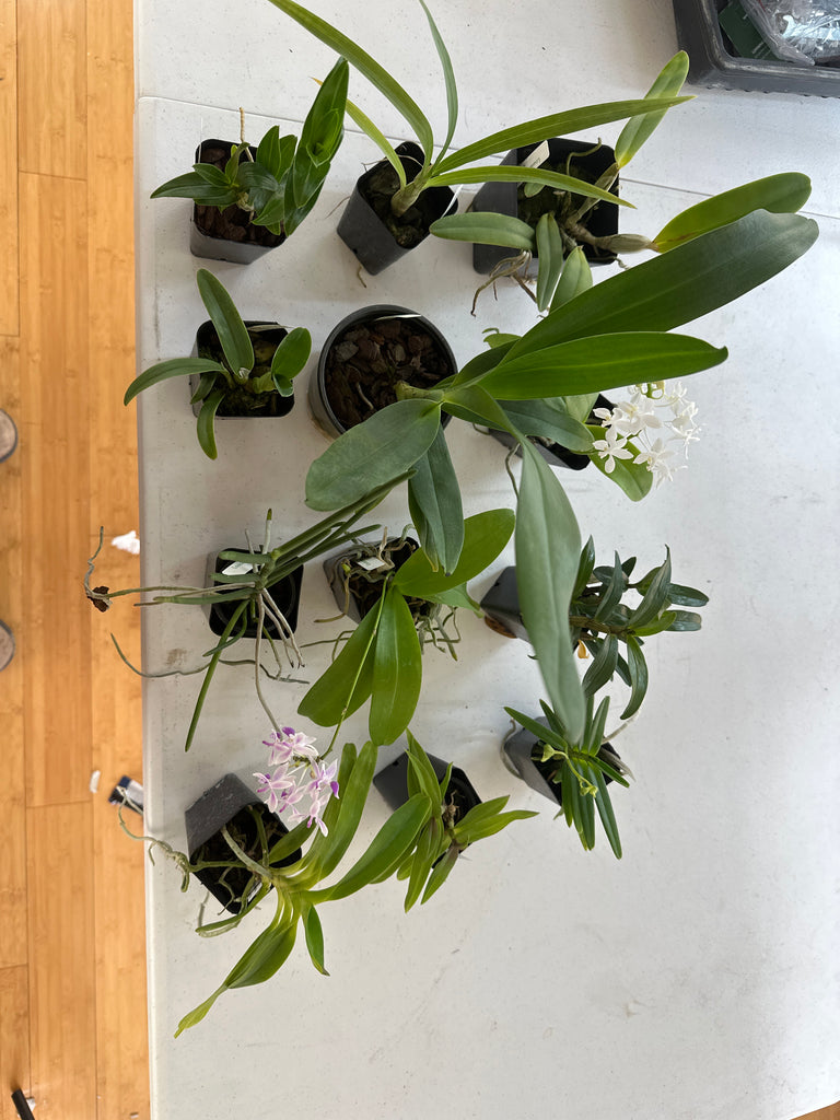 12 Auction Plants