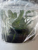 FLASK Aeranthes grandiflora x Angraecum magdalenae