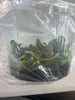 FLASK Staurochilus ionosma