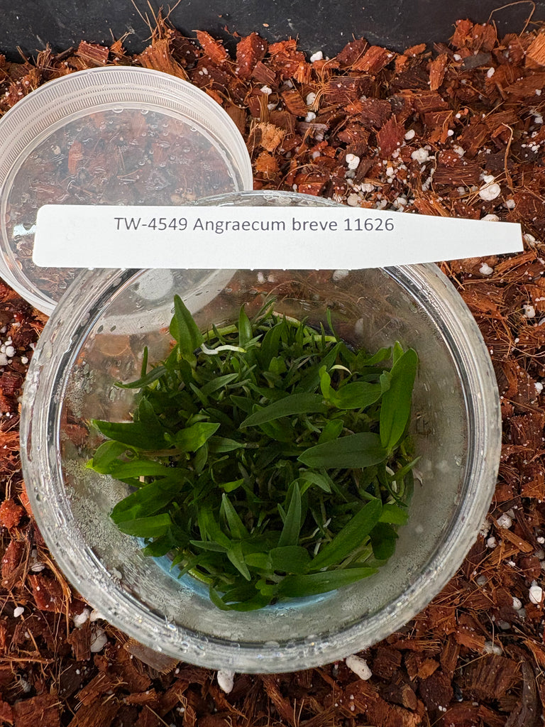FLASK  Angraecum breve