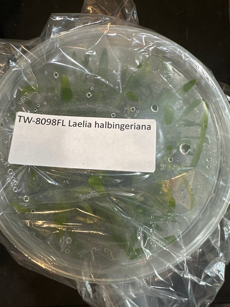 Flask Laelia halbingeriana