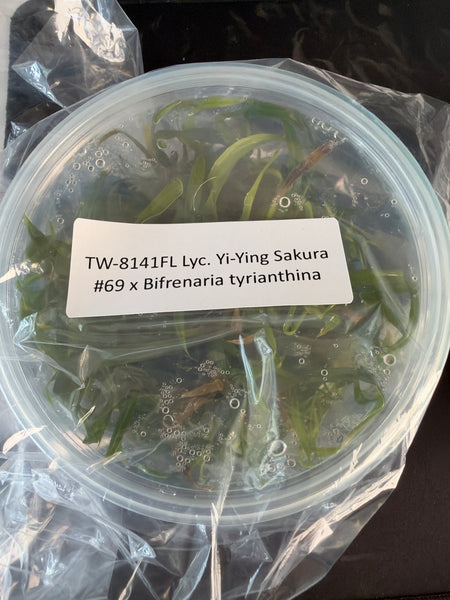 FLASK Lyc. Yi-Ying Sakura #69 x Bifrenaria tyrianthina