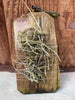 Dendrphylax porrectus