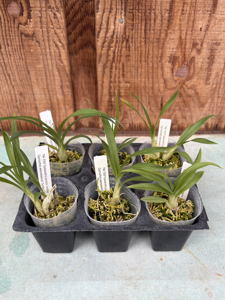 Galeandra juncea x Cycnoches warszewiczii 6 pack