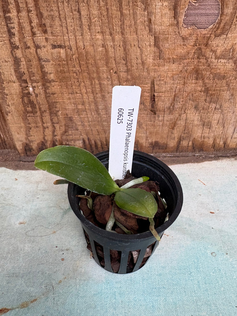 Phal. kunstleri