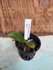 Phal. kunstleri