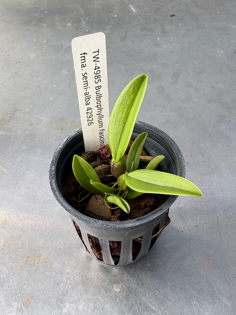 Bulbophyllum fascinator semi alba