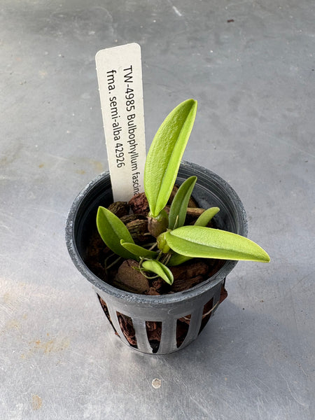 Bulbophyllum fascinator semi alba
