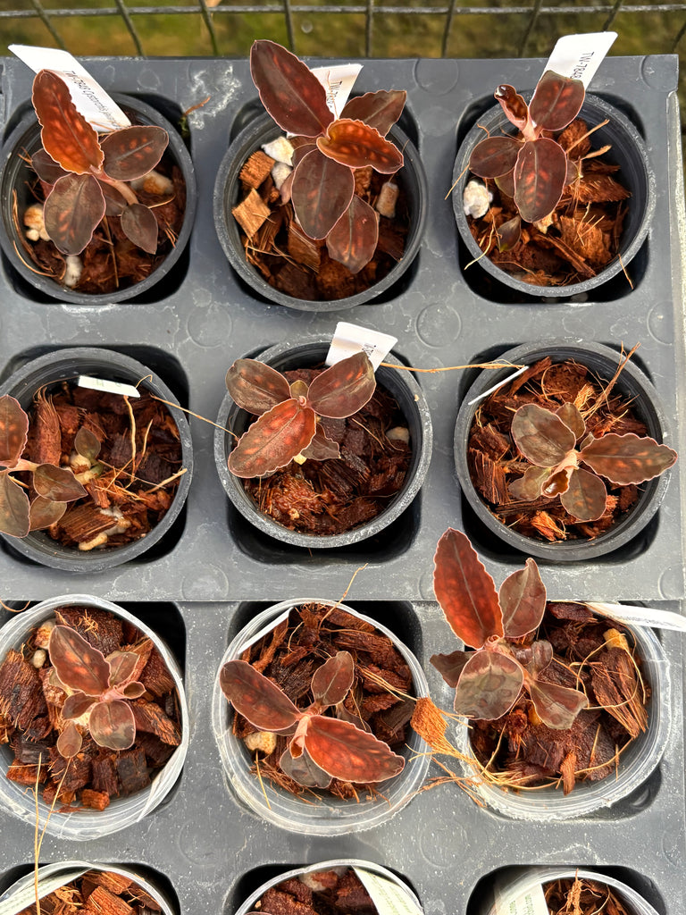 Jewel Orchid Cystorchis javanica