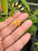 Hoya occultata (splash)