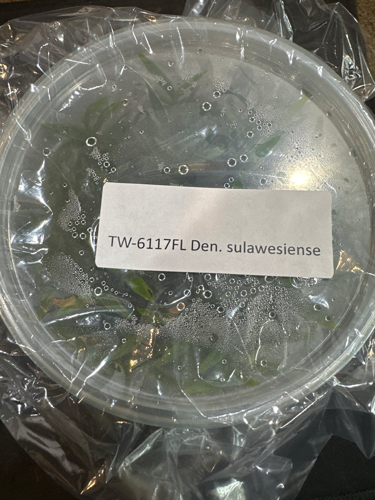 Flask Den. sulawesiense