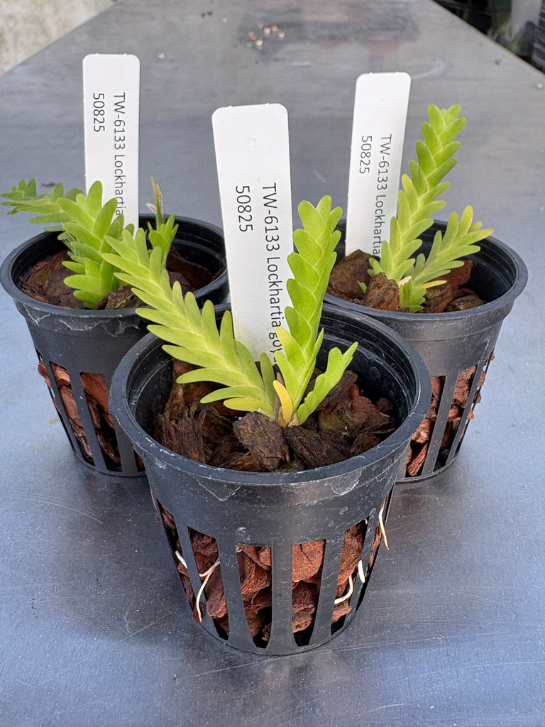 Lockhartia goyazensis