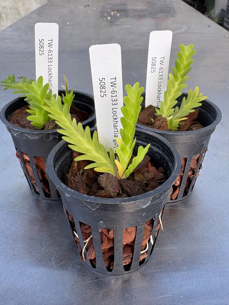 Lockhartia goyazensis