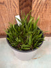COMPOT Aeranthes ramosus