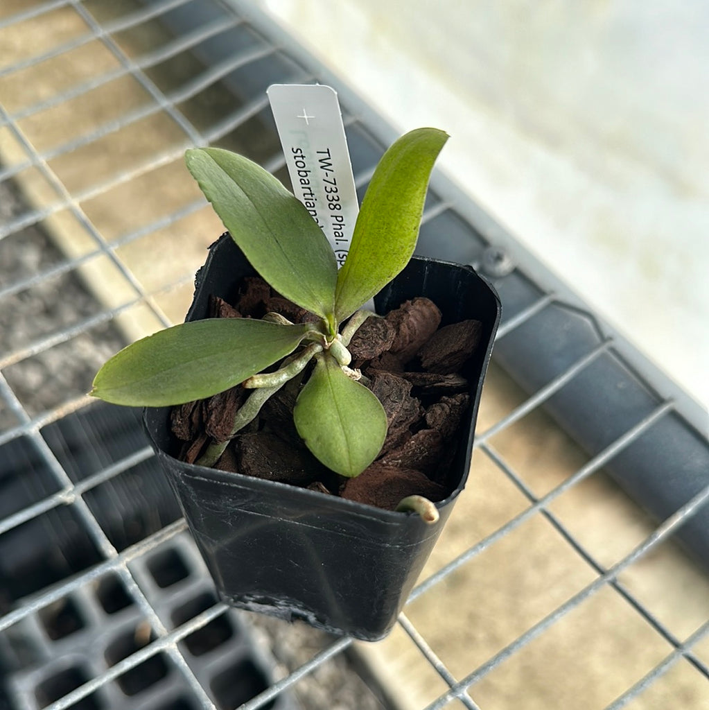 Phal. (speciosa x stobartiana)