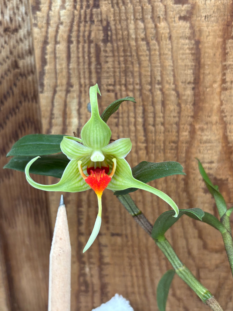 Dendrobium tobaense
