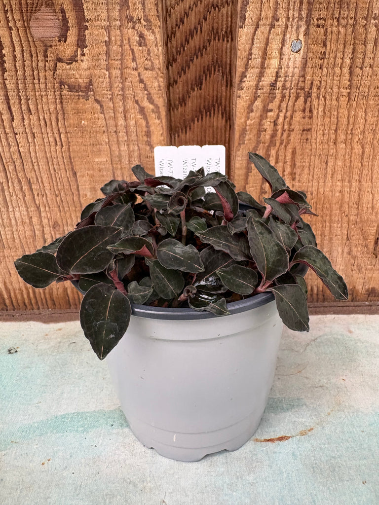 COMPOT Anoectochilus sp. (red vein) 'Wizzard of Oz' JEWEL ORCHID