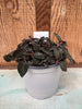 COMPOT Anoectochilus sp. (red vein) 'Wizzard of Oz' JEWEL ORCHID