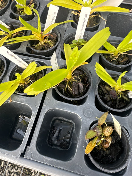 Aeranthes virginalis