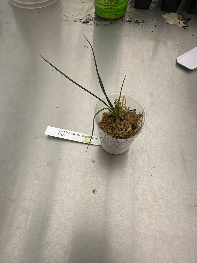 Angraecum pinifolium